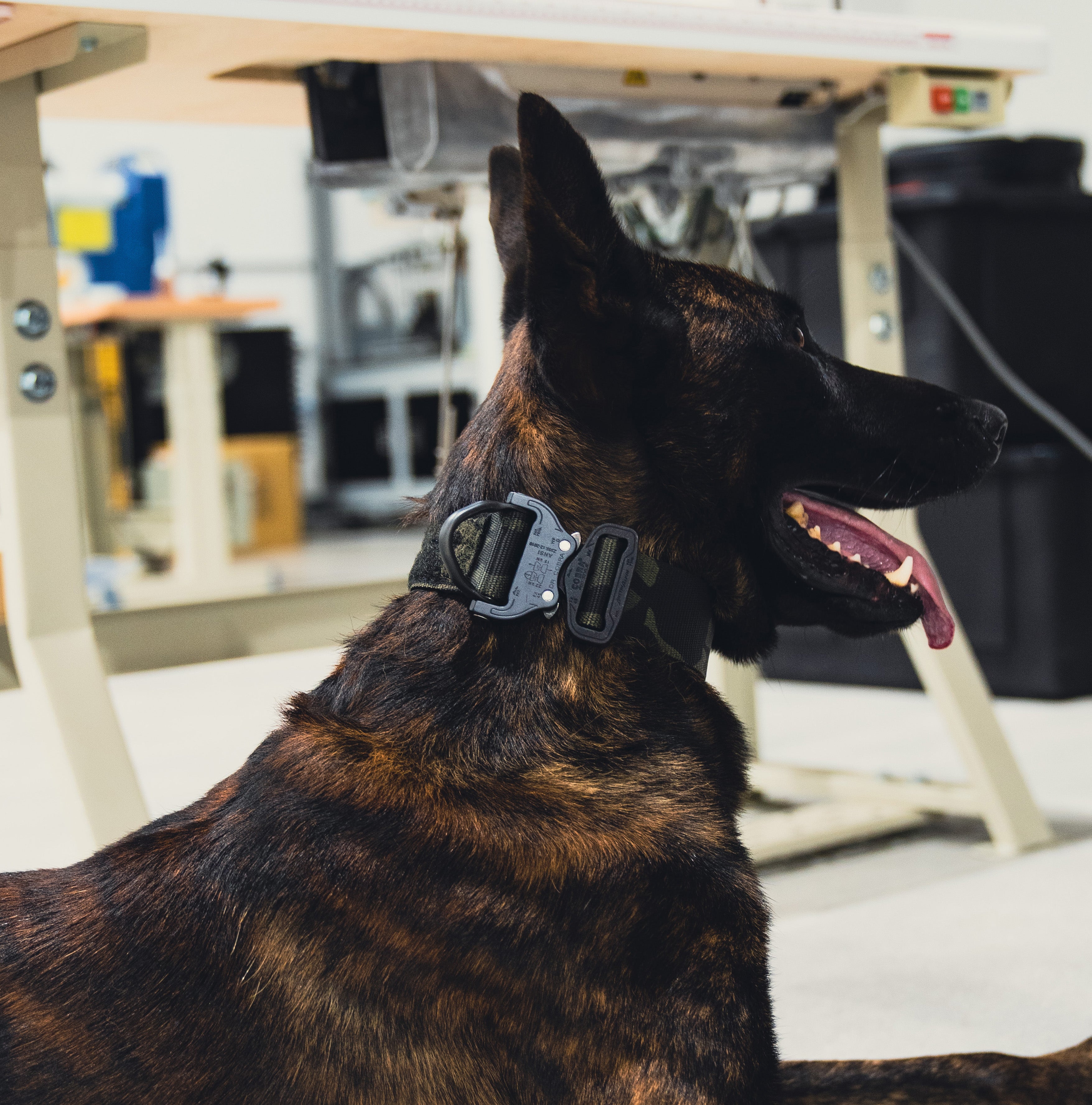 K9 Working Collar